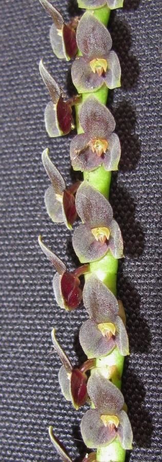 Stelis standleyi fruit