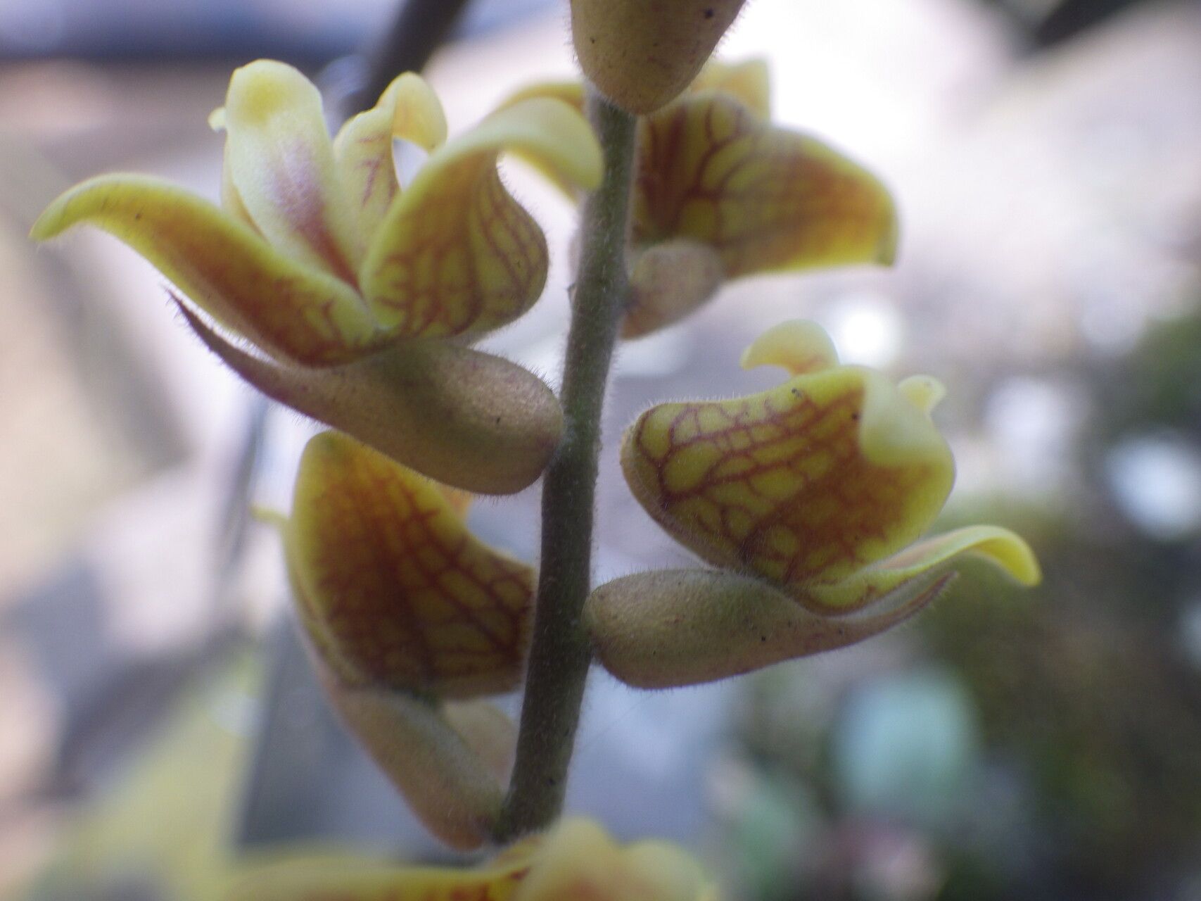 Polystachya affinis flower