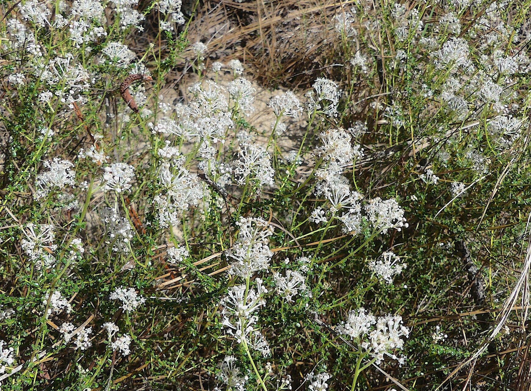 Ceanothus microphyllus flower