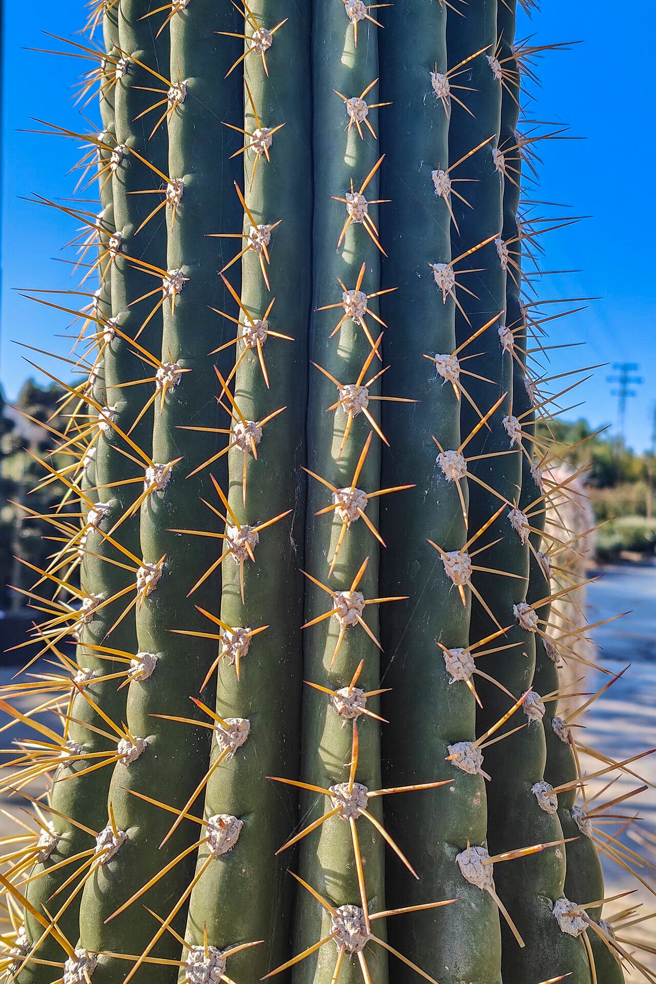 Leucostele atacamensis bark