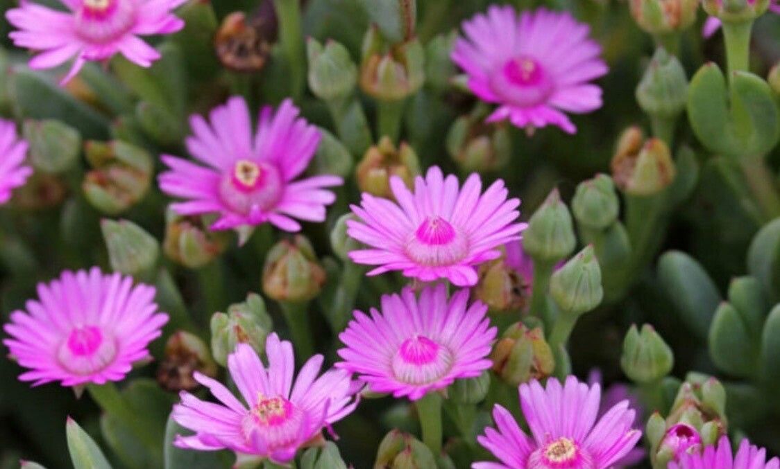 Oscularia caulescens flower