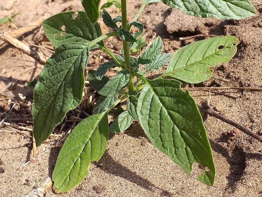 Heliotropium steudneri leaf