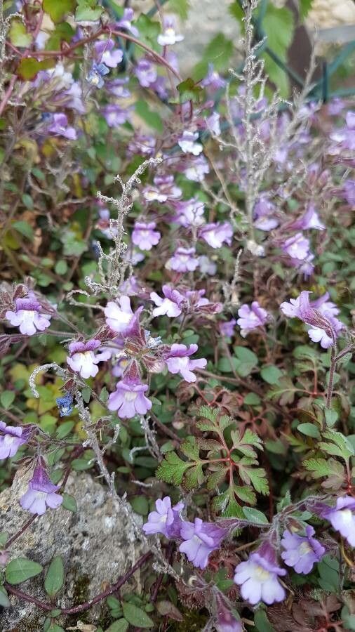 Chaenorrhinum origanifolium flower