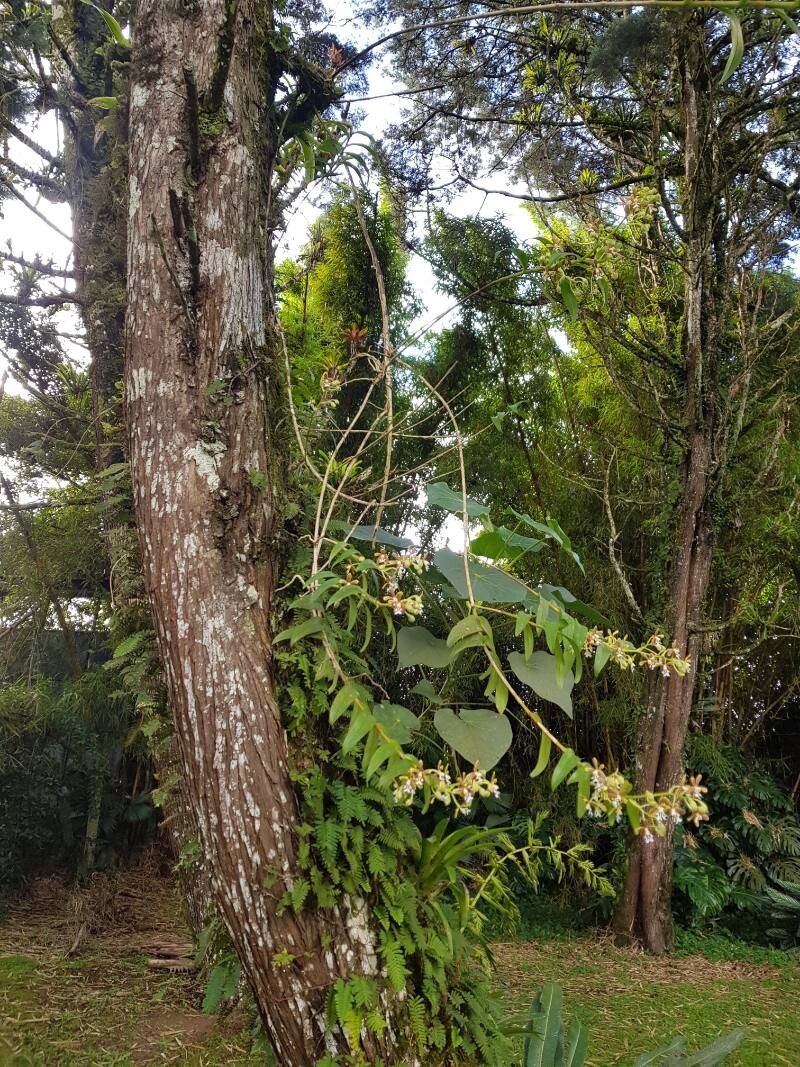 Epidendrum exasperatum habit