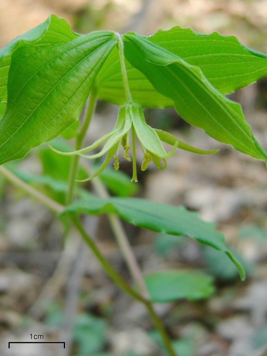 Prosartes lanuginosa habit