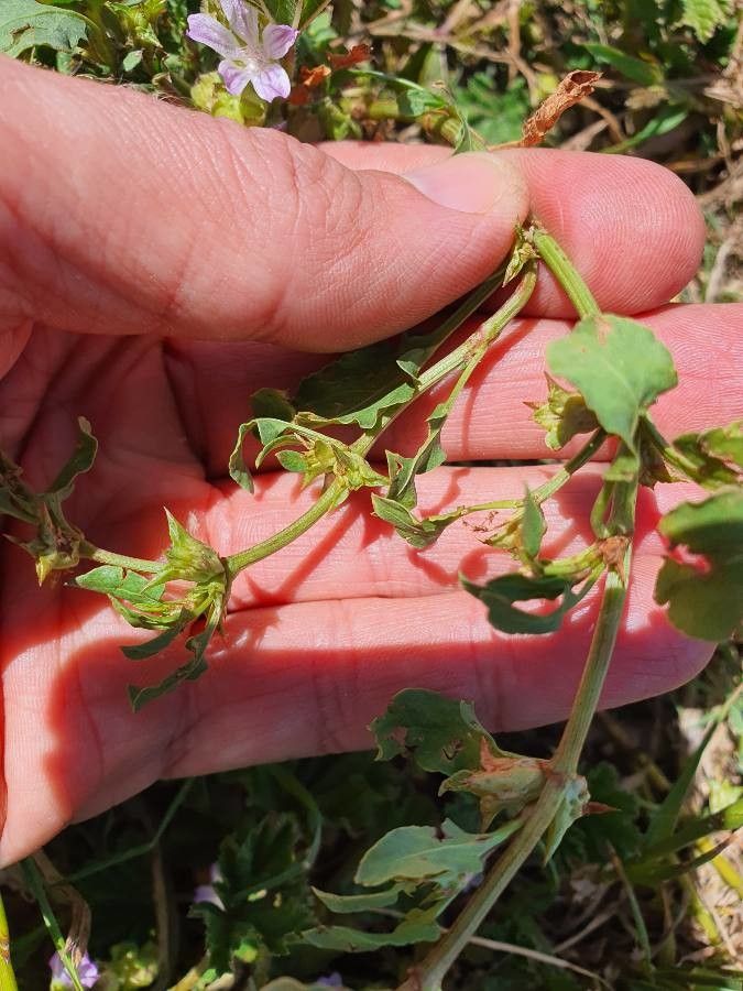 Emex australis — related species from the same genus