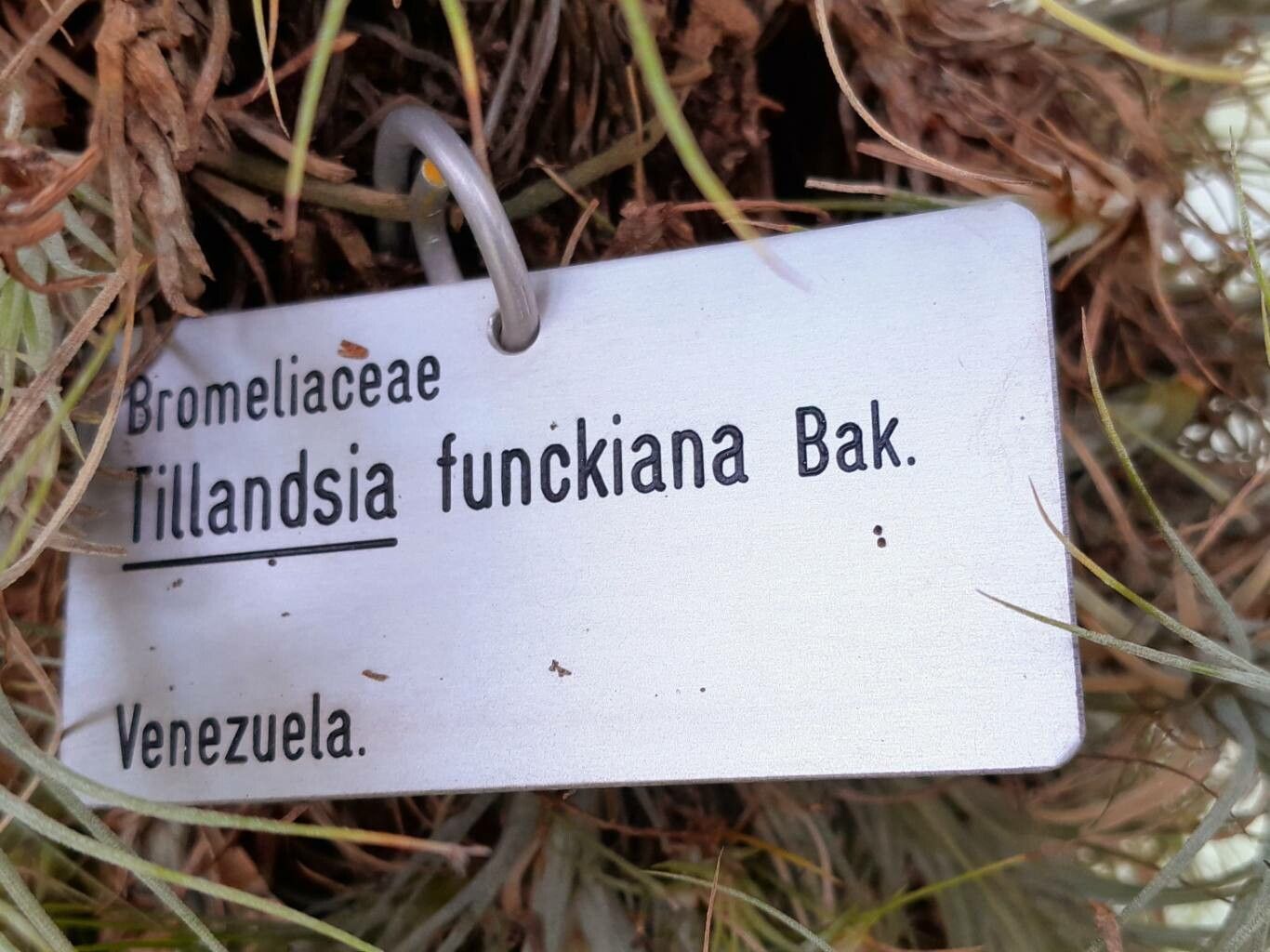 Tillandsia funckiana other