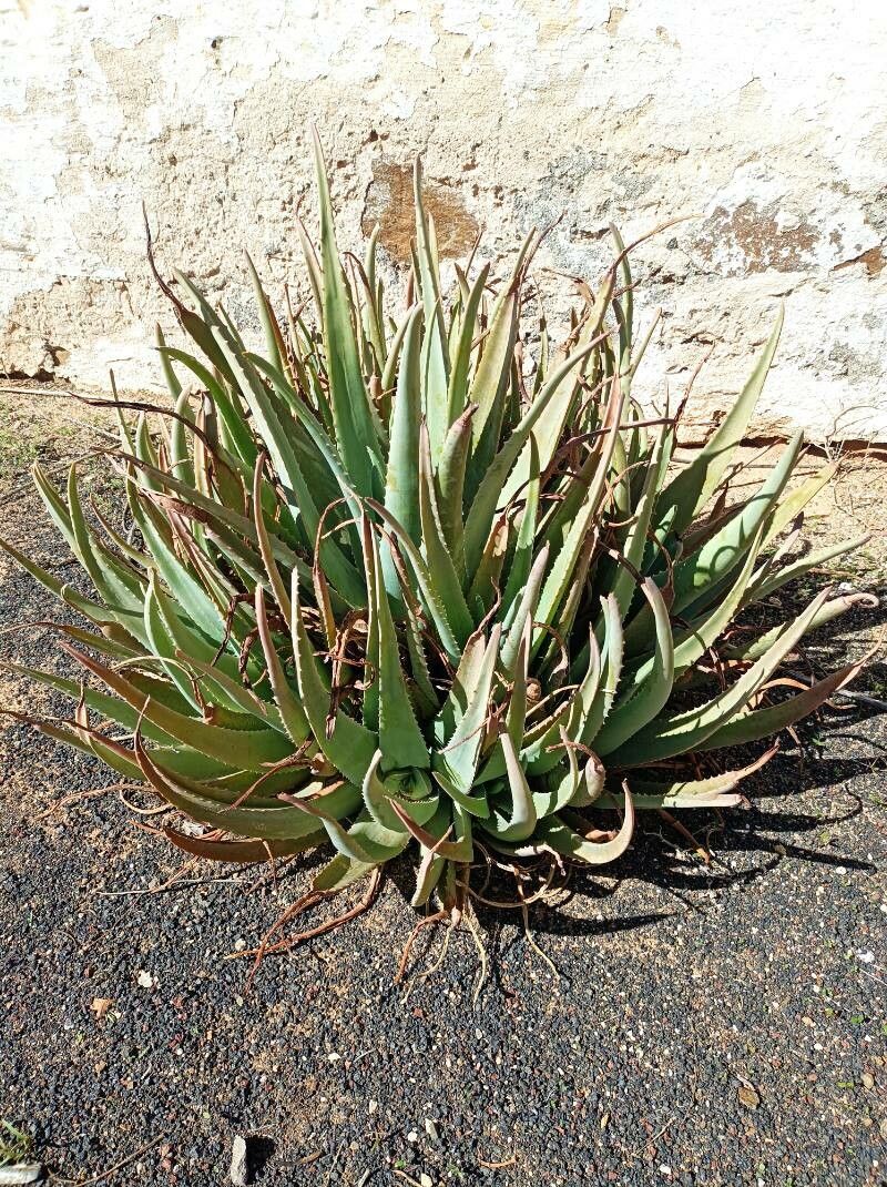Aloe succotrina