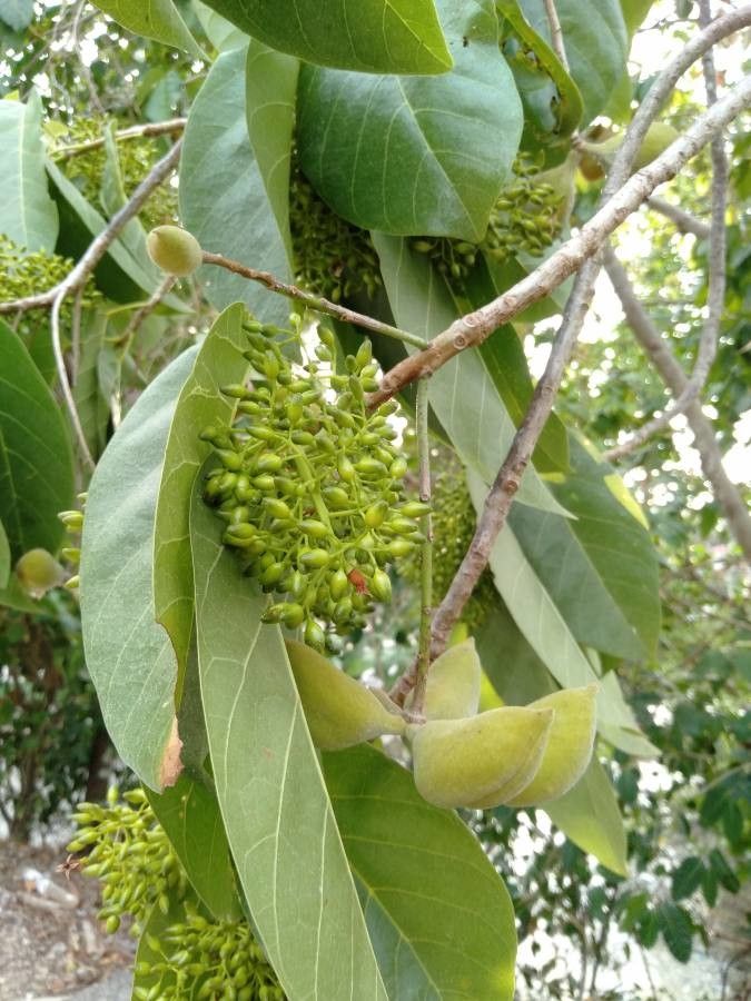 Sterculia ceramica fruit