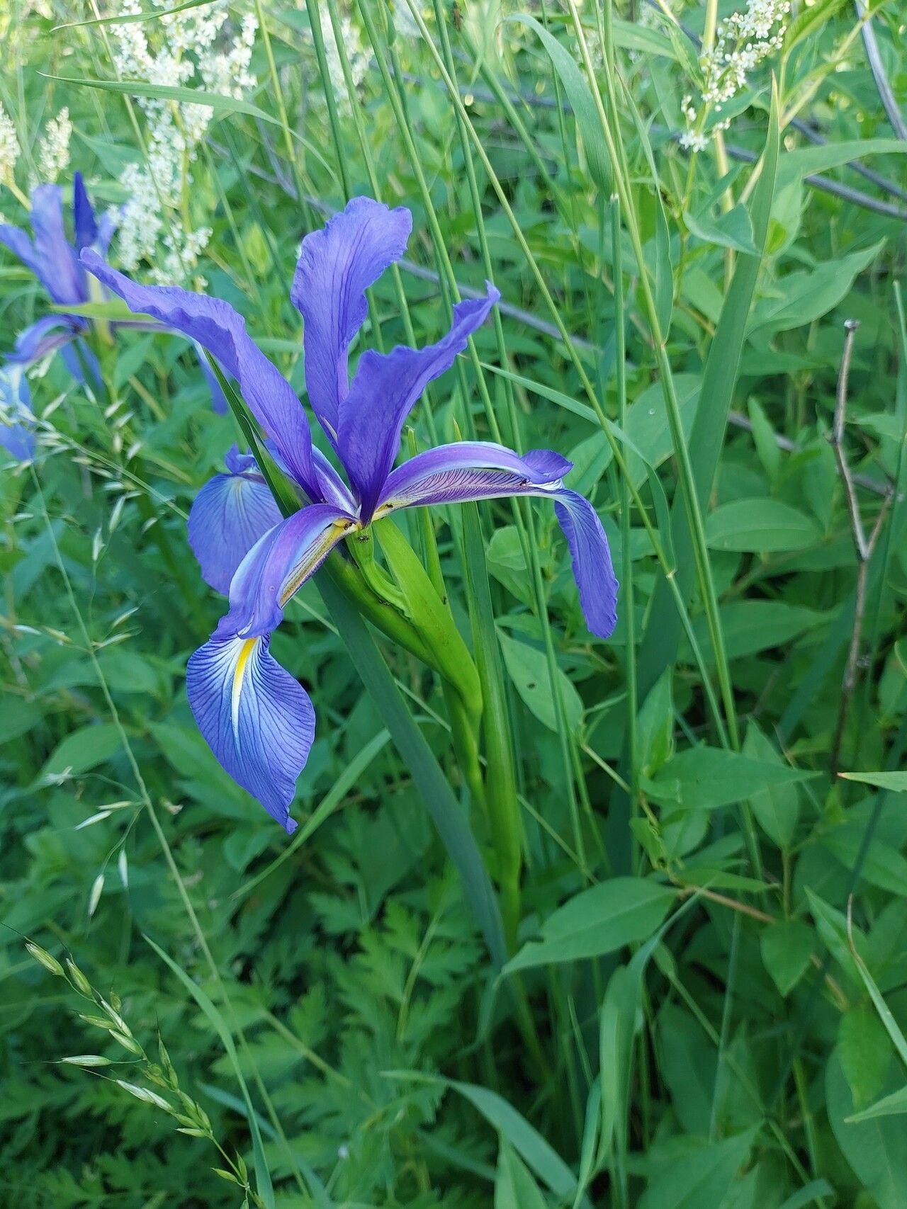 Iris notha flower