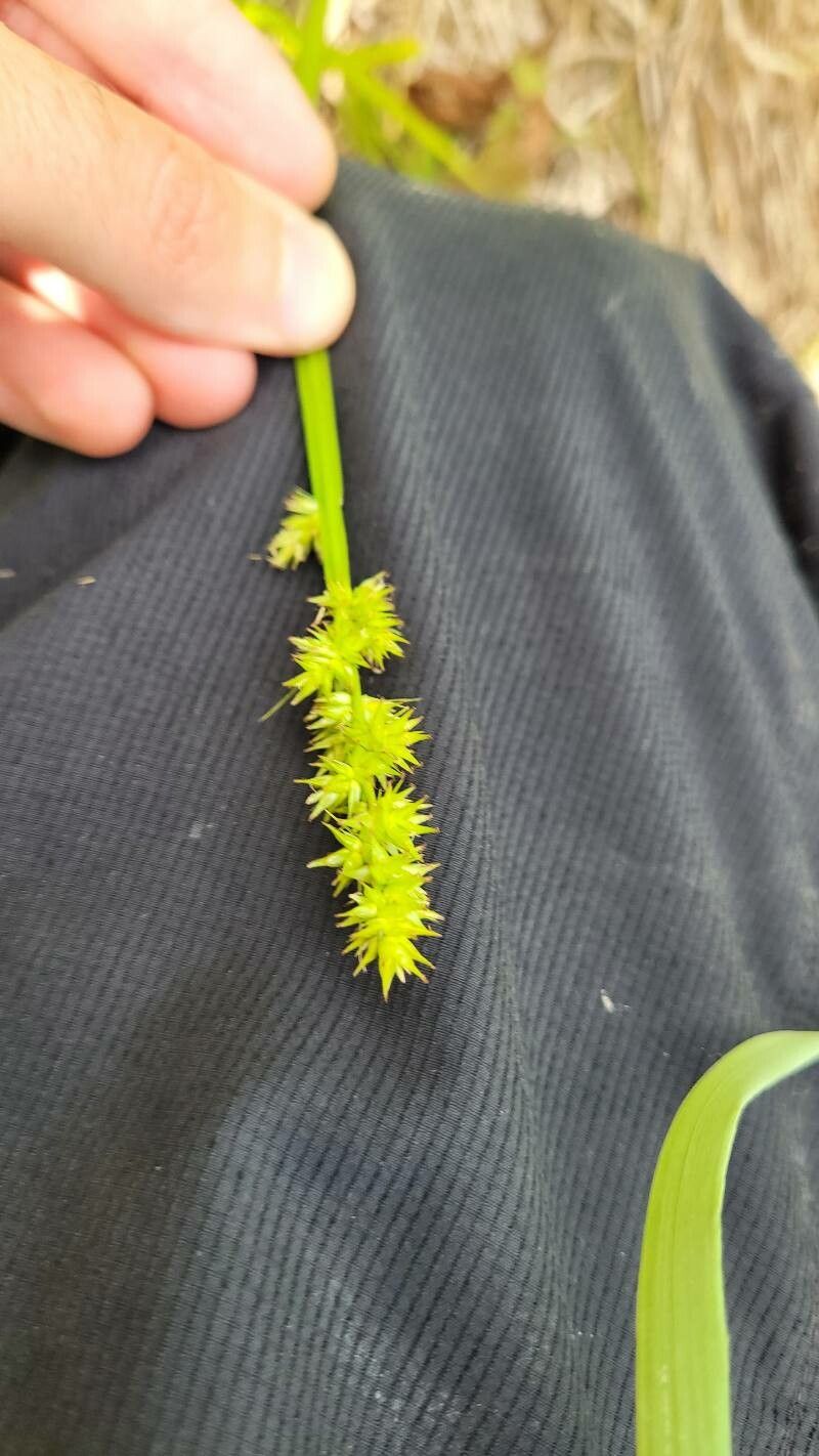 Carex stipata leaf
