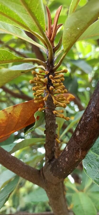 Palaquium gutta fruit