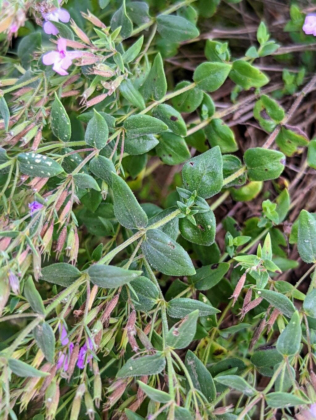 Micromeria croatica — houseplant care guide