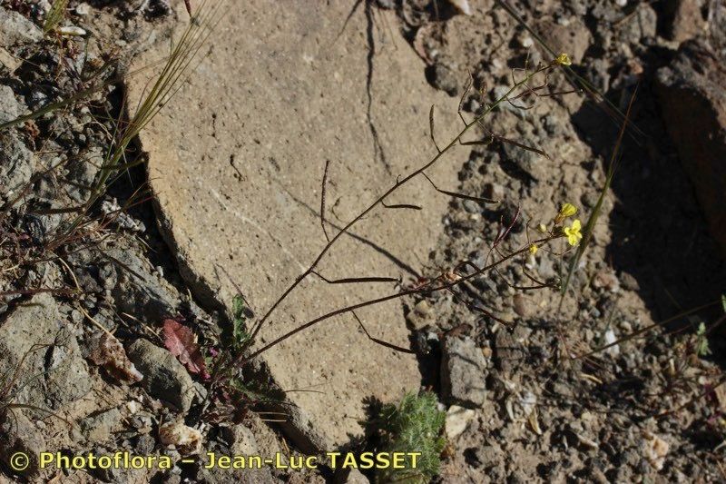 Diplotaxis ilorcitana habit