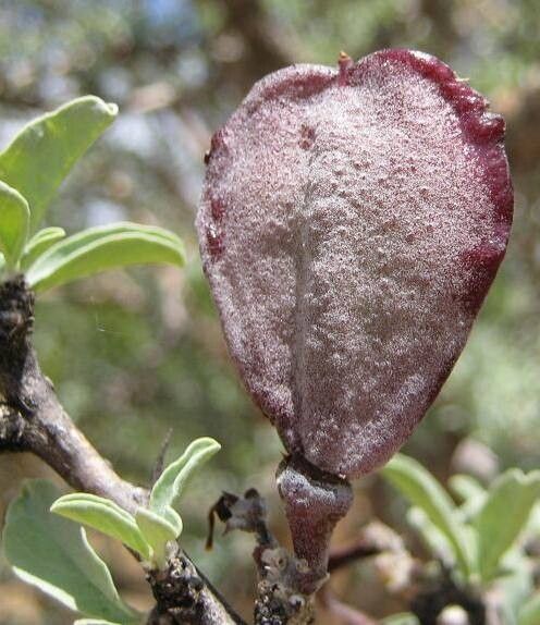 Sesamothamnus guerichii fruit