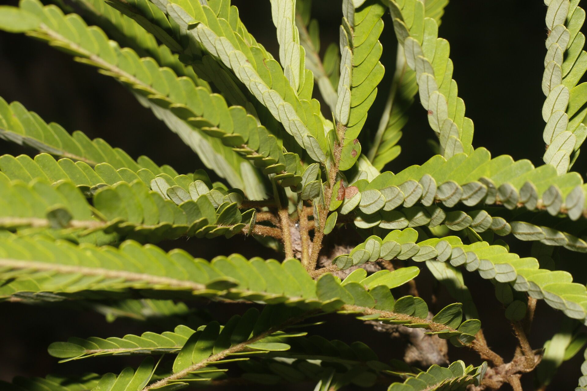 Machaerium cirrhiferum — houseplant care guide