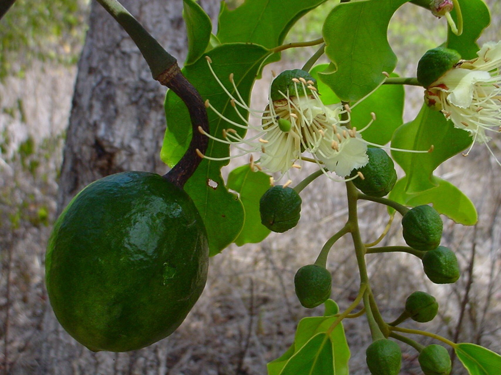 Capparis artensis fruit