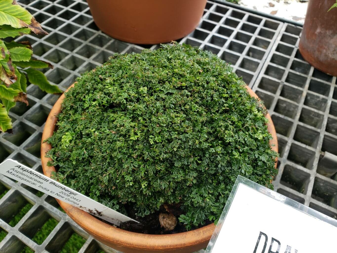 Asplenium thunbergii habit