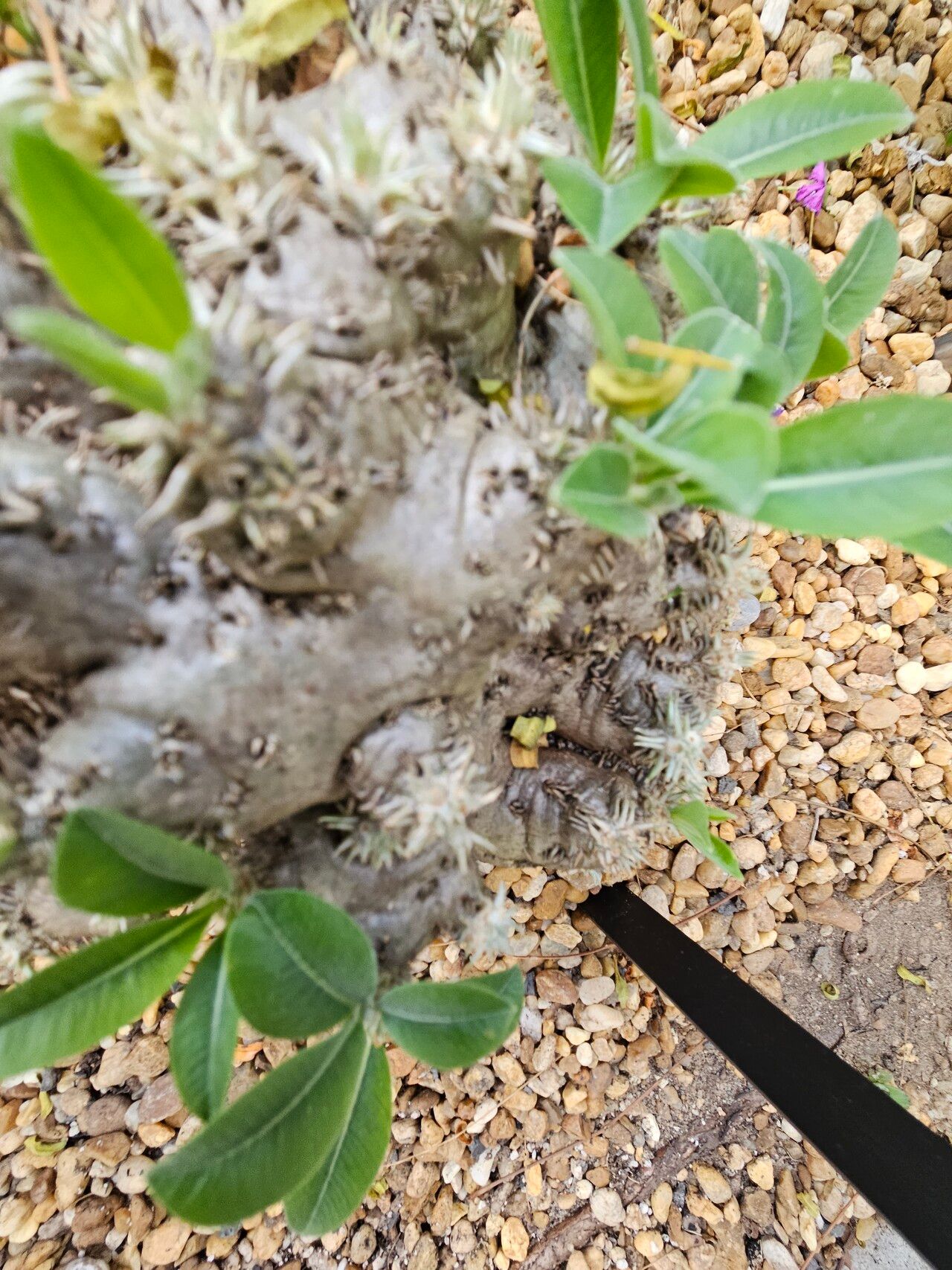 Pachypodium brevicaule bark