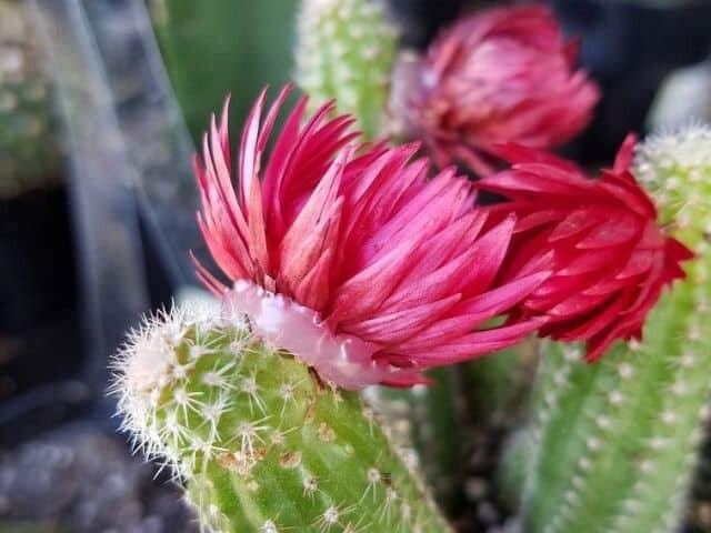 Cleistocactus samaipatanus flower