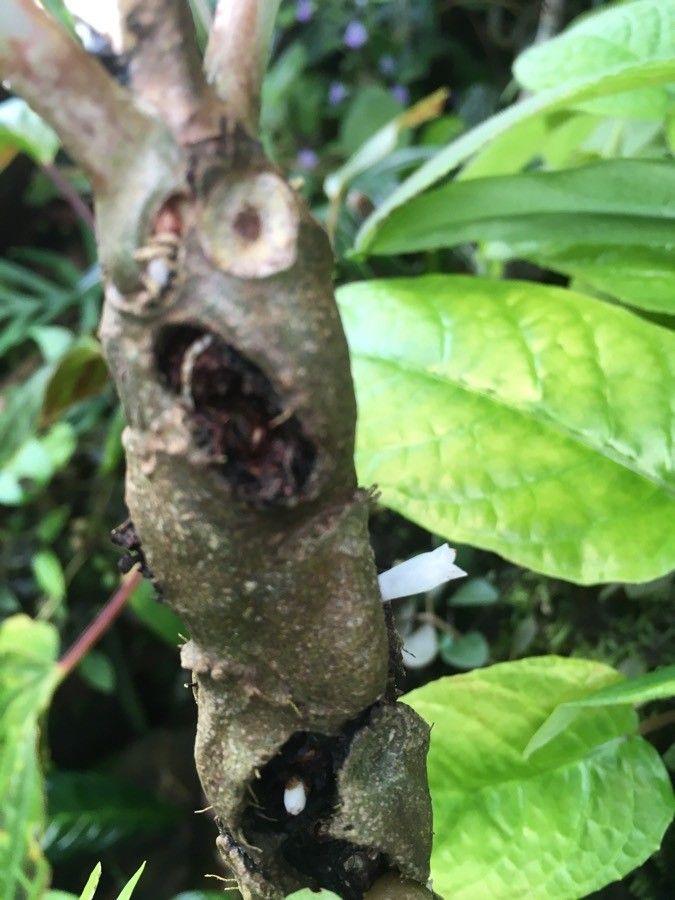 Myrmecodia tuberosa flower