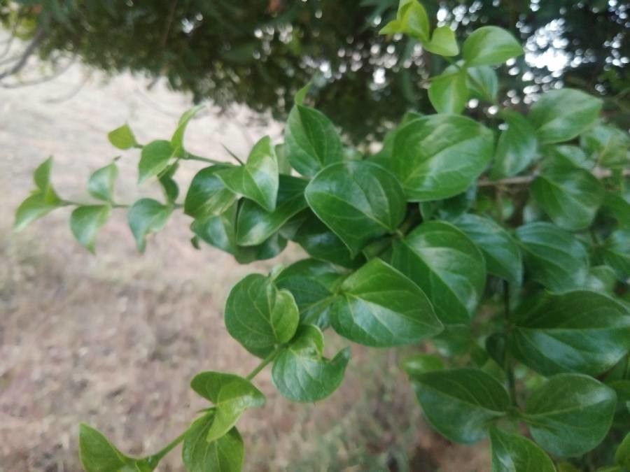 Catunaregam spinosa — houseplant care guide