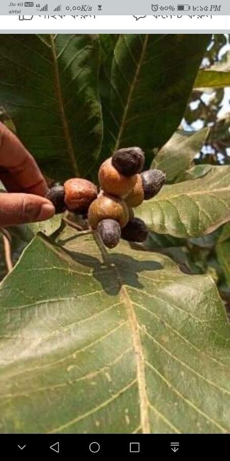 Podonephelium homei — related species from the same genus