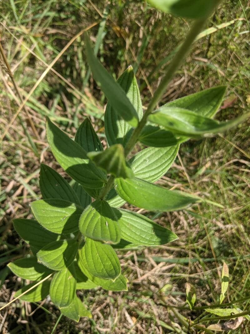 Lithospermum parviflorum — houseplant care guide
