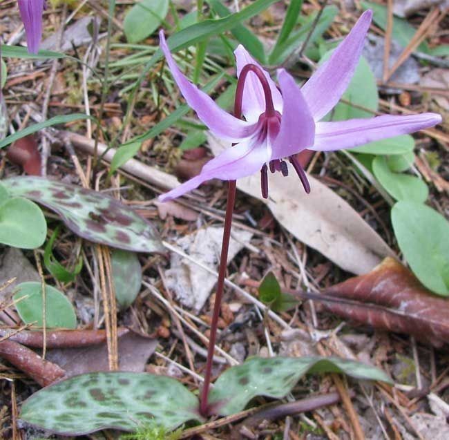 Erythronium hendersonii habit