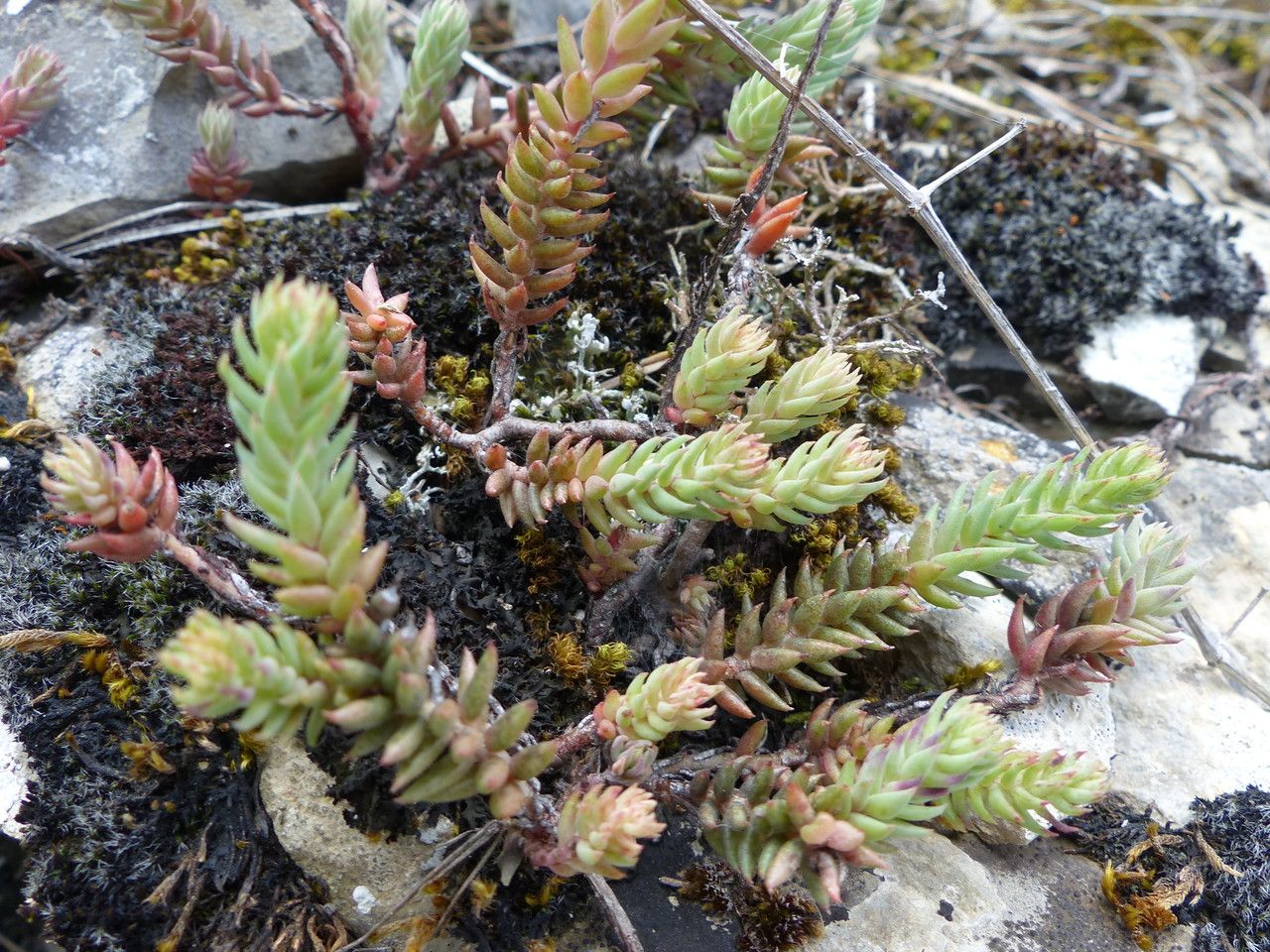 Sedum annuum — houseplant care guide