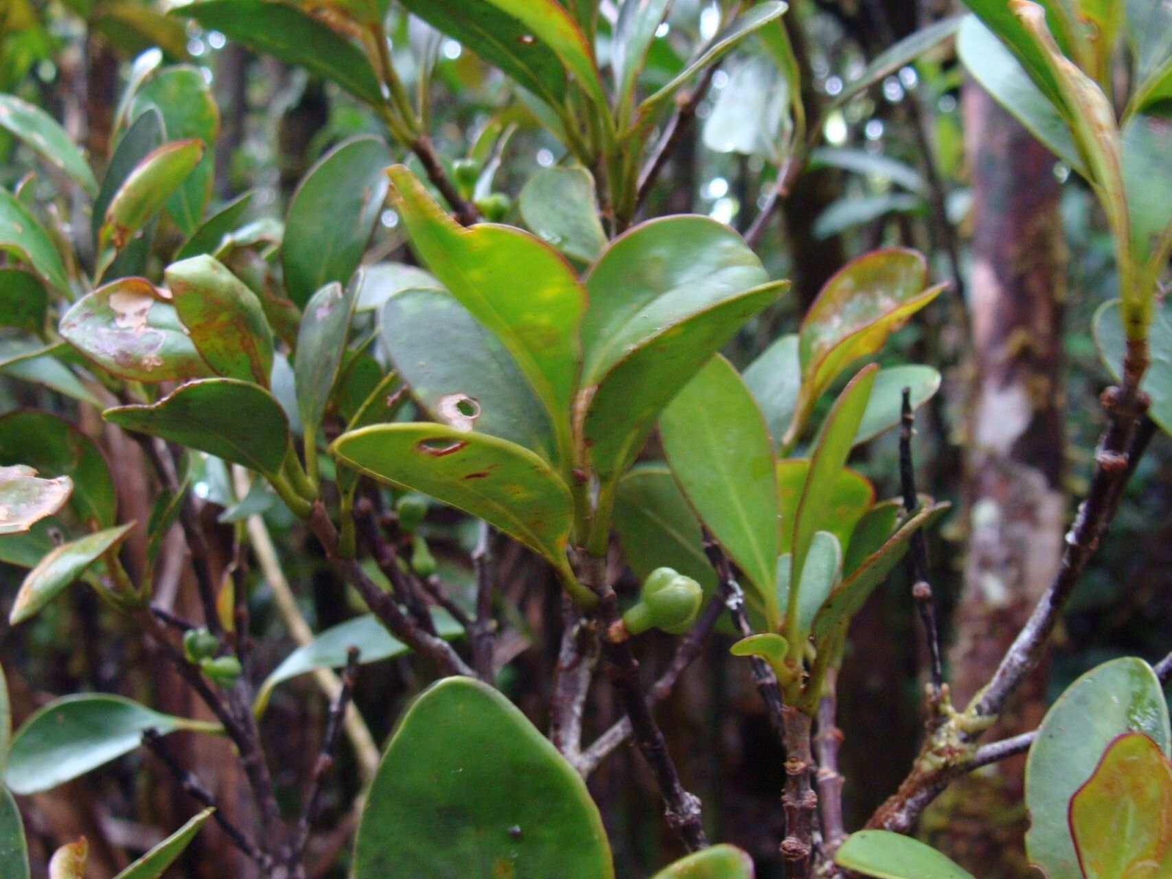 Garcinia urceolata habit