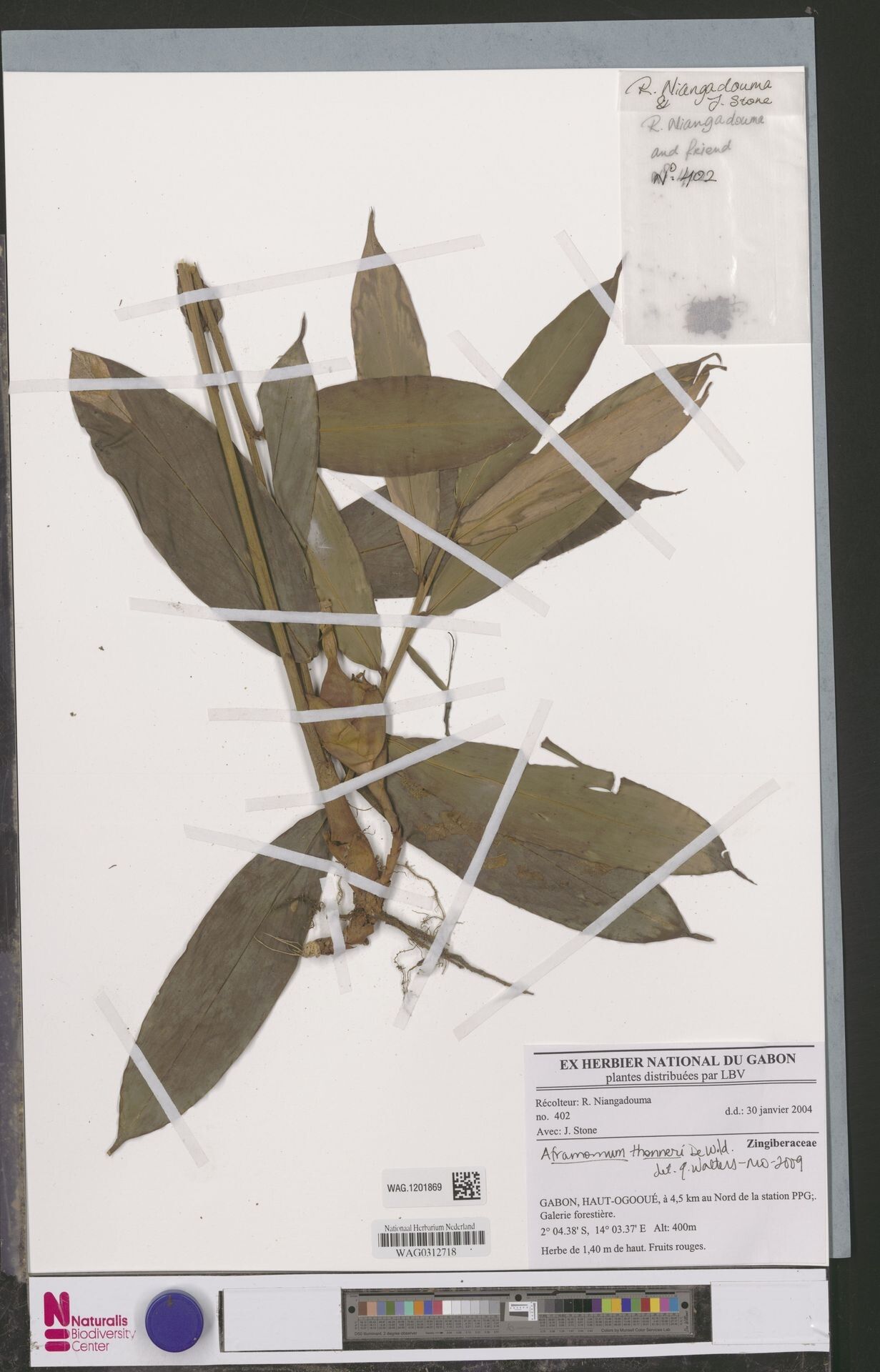 Aframomum thonneri — houseplant care guide