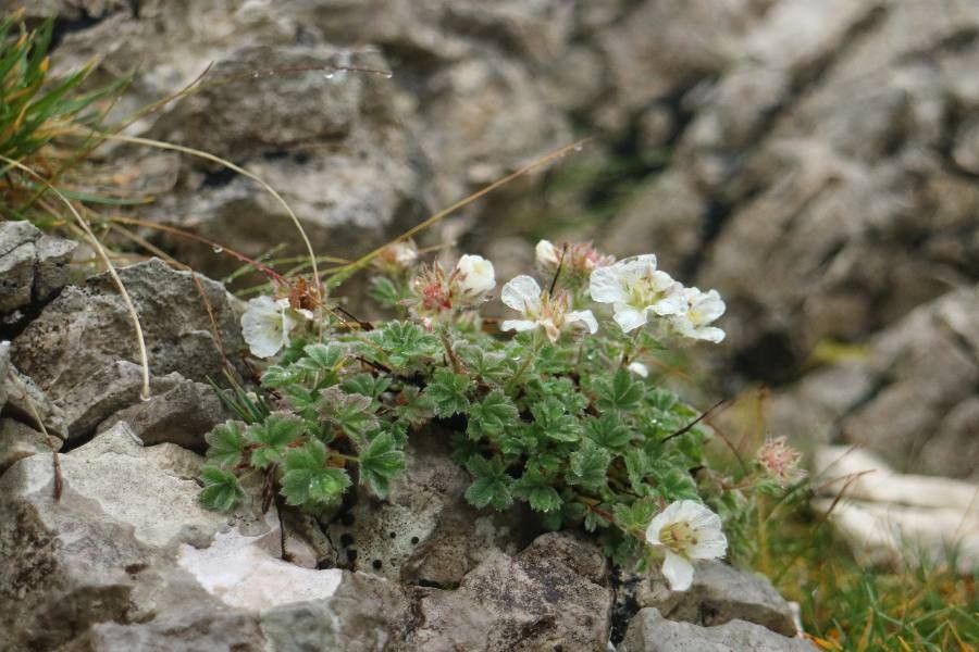 Potentilla clusiana flower
