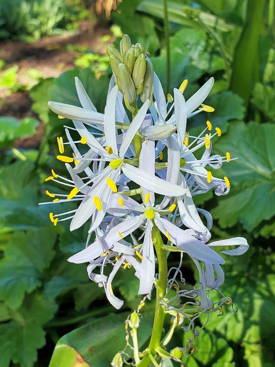 Camassia cusickii flower