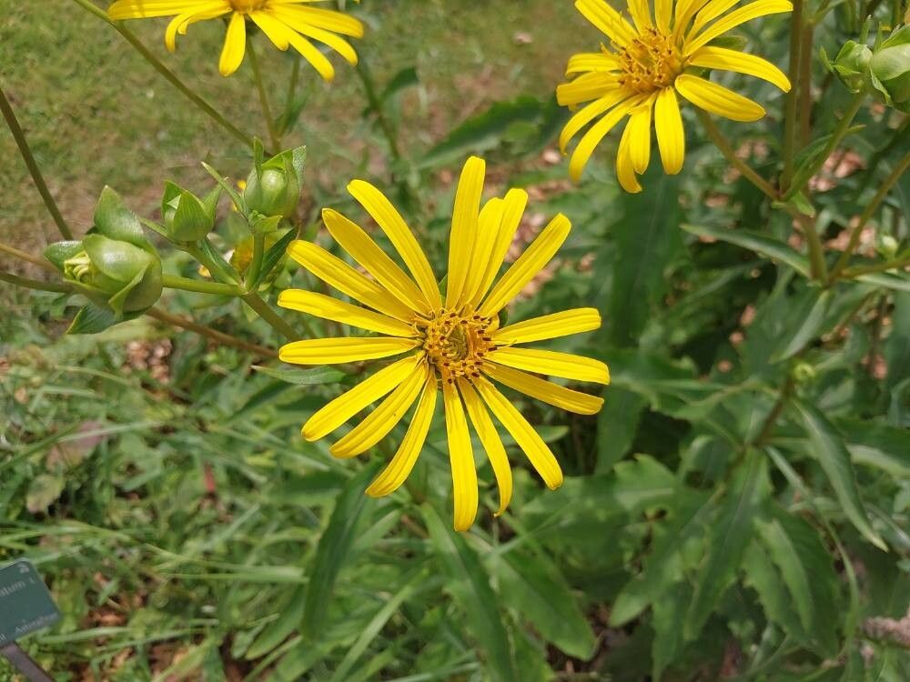Silphium trifoliatum — search result for 'Silphium'