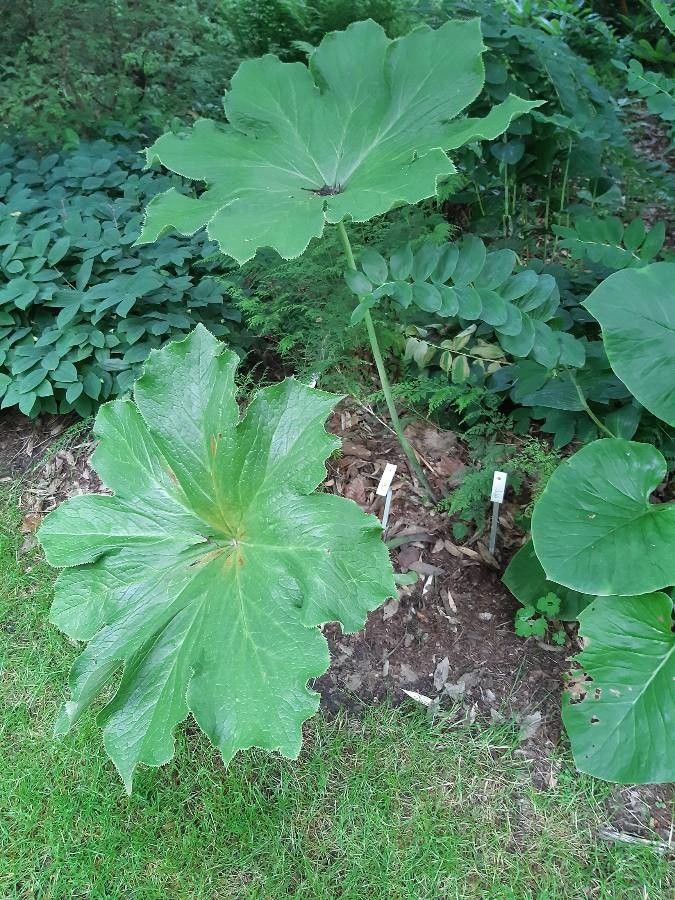 Dysosma pleiantha — search result for 'Podophyllum'