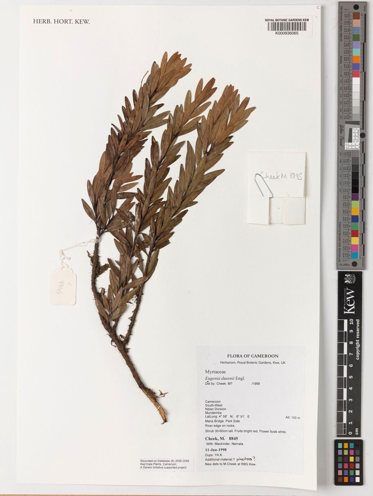 Eugenia dusenii — houseplant care guide