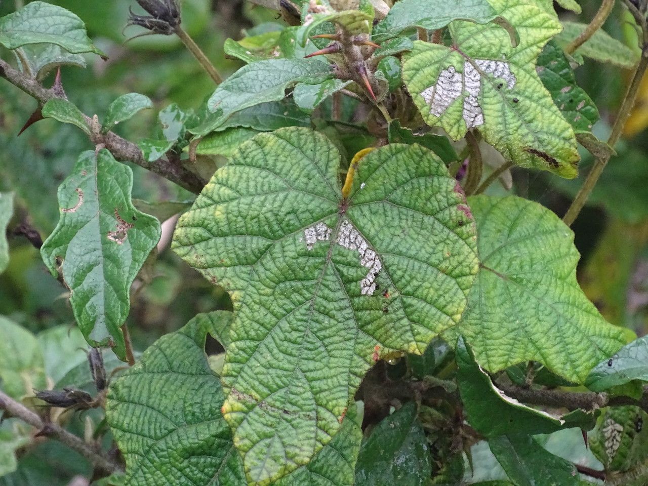 Ipomoea wightii leaf