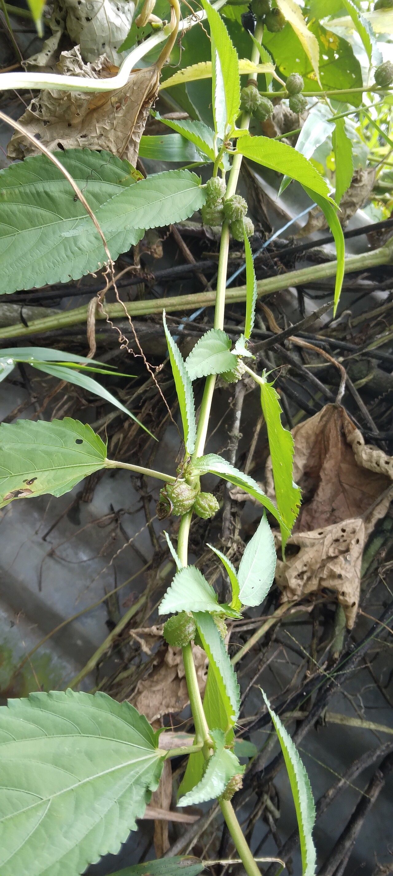 Corchorus capsularis — related species from the same genus