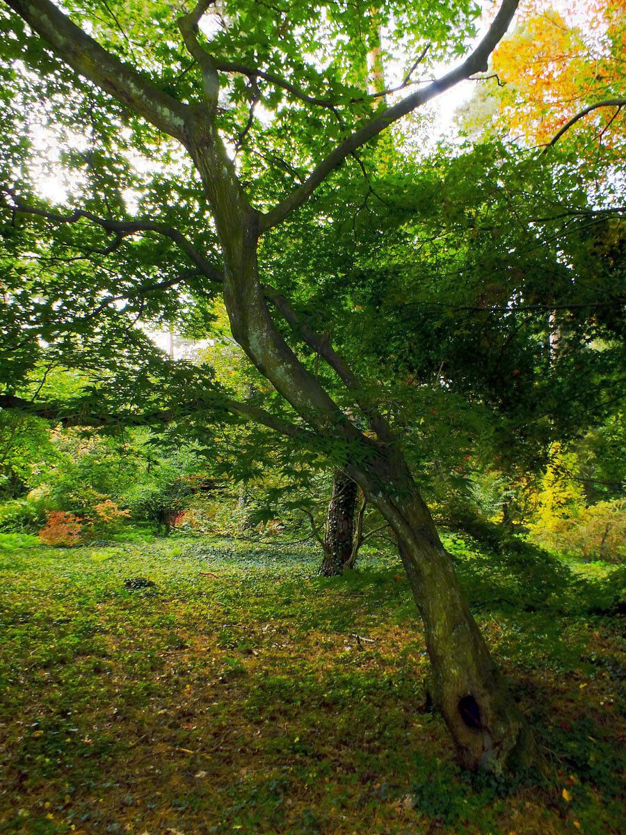 Acer campbellii habit