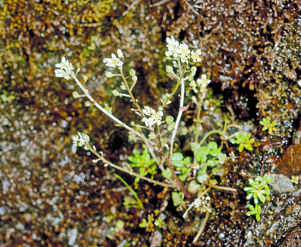 Cochlearia micacea — related species from the same genus