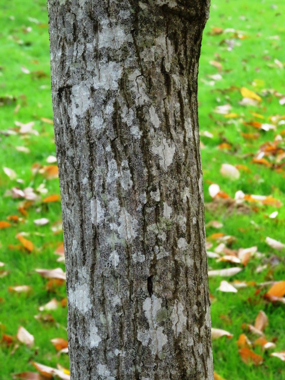 Juglans ailantifolia bark