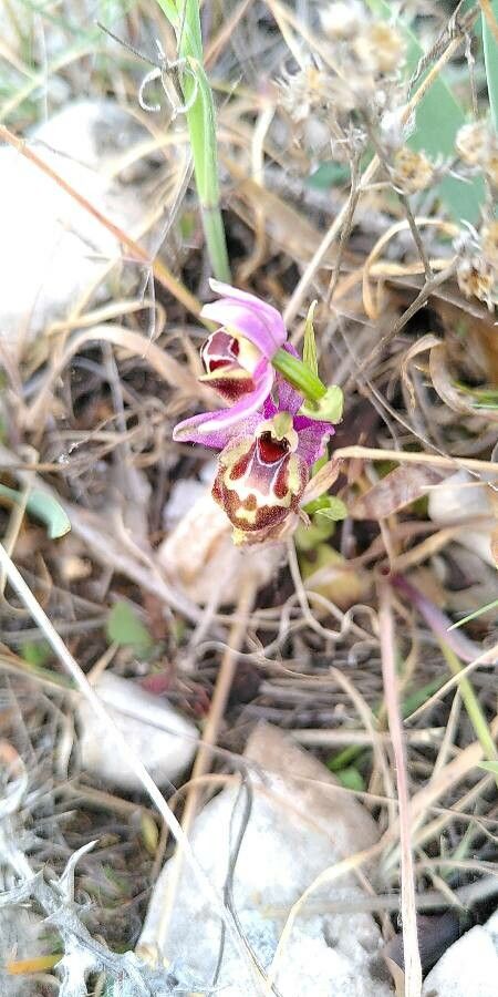 Ophrys pseudoscolopax flower