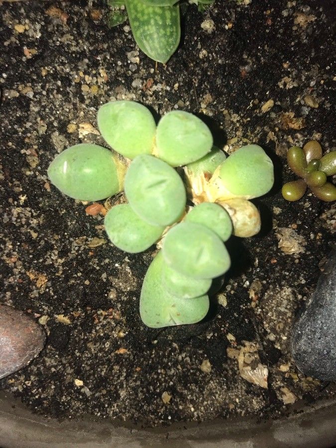 Conophytum hians leaf