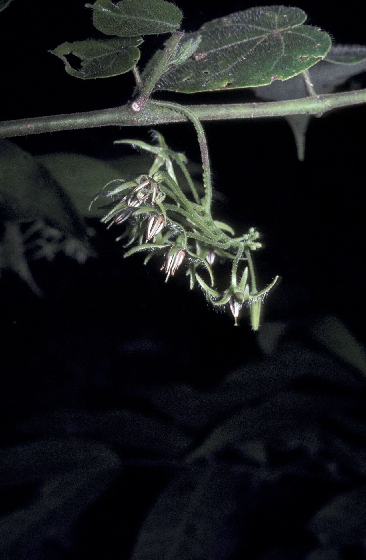 Solanum splendens flower