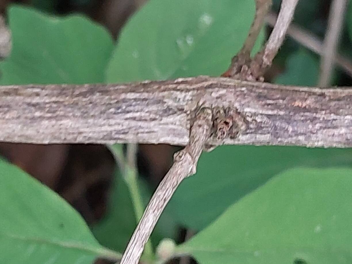 Lonicera nummulariifolia bark