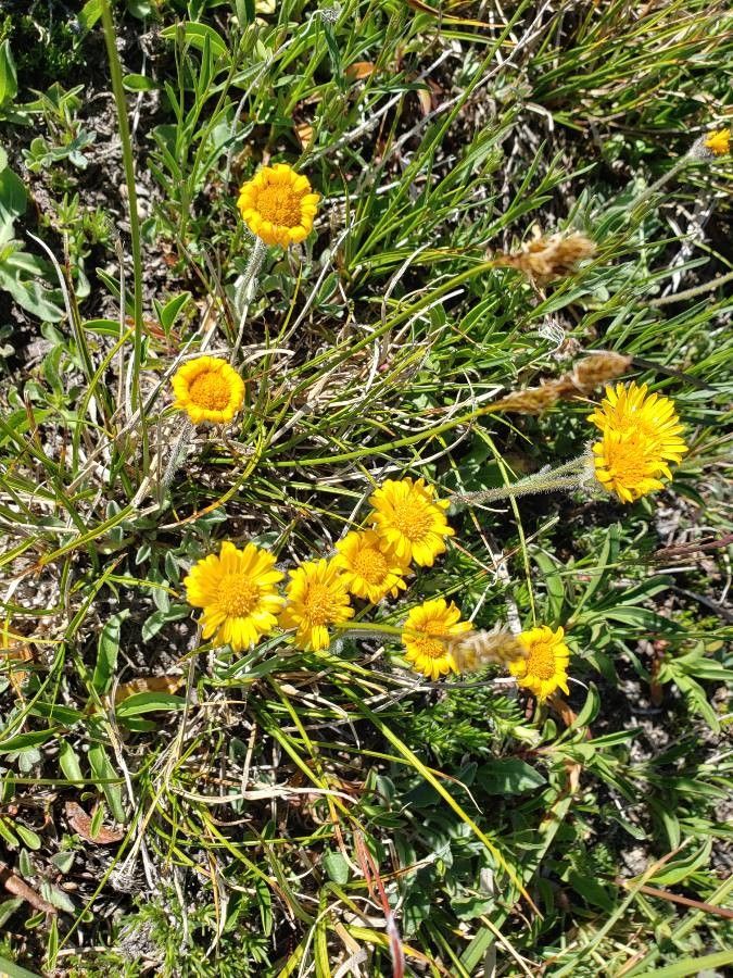 Erigeron aureus flower