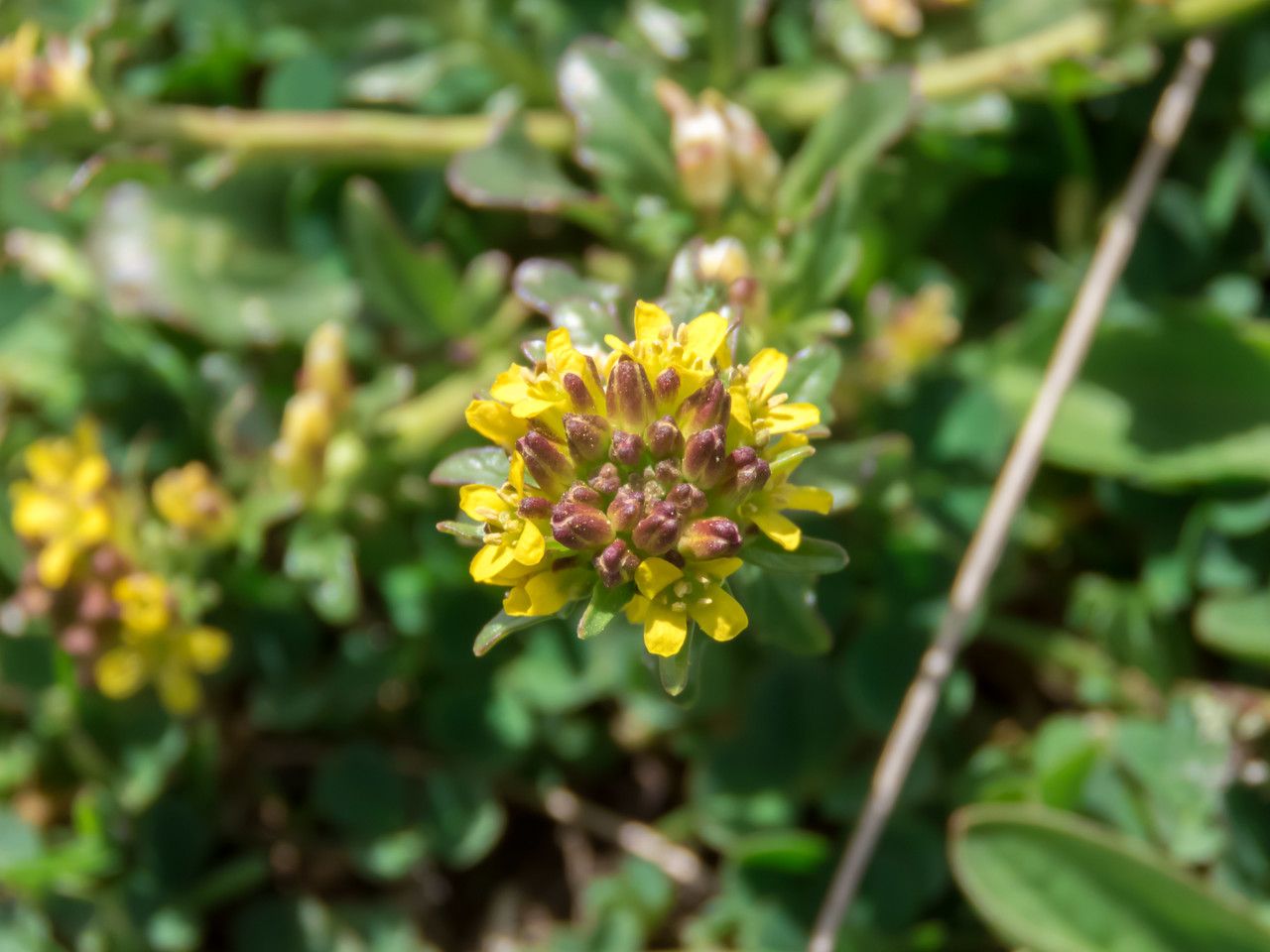 Barbarea bracteosa flower