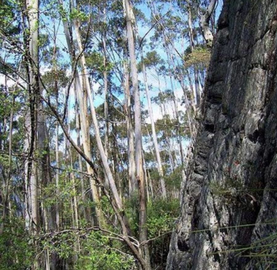 Eucalyptus fraxinoides bark