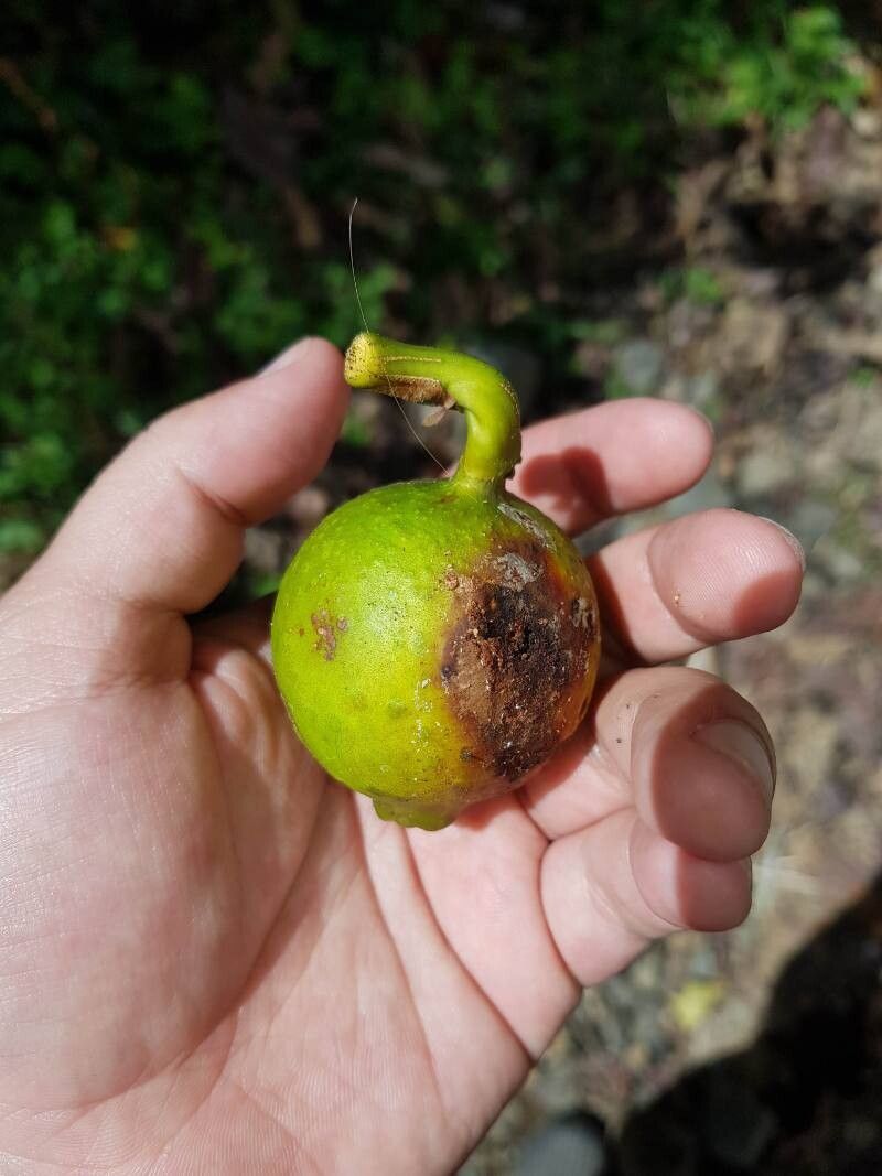 Ficus crassiuscula fruit